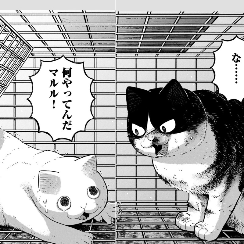 捕獲器に入った二匹
